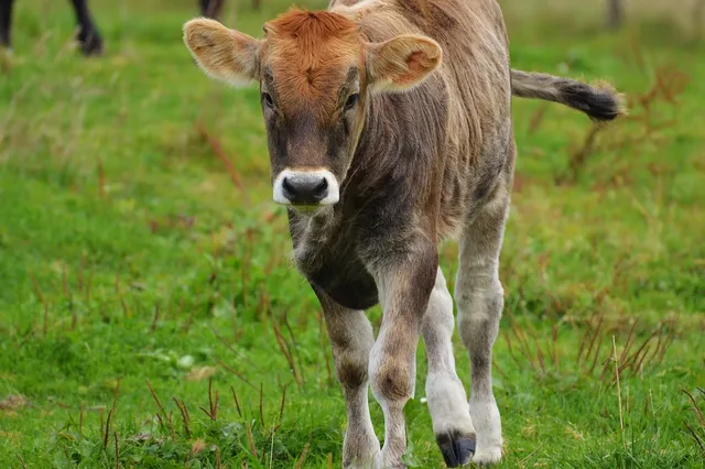 Milchhof Grosse Kintrup - aus Münster