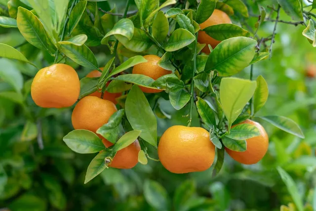 Obstbau Dellbrügge - aus Ibbenbüren